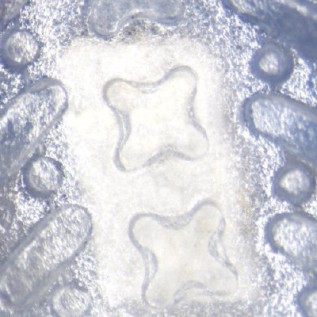 Self-ligating ceramic brackets Aqua SL